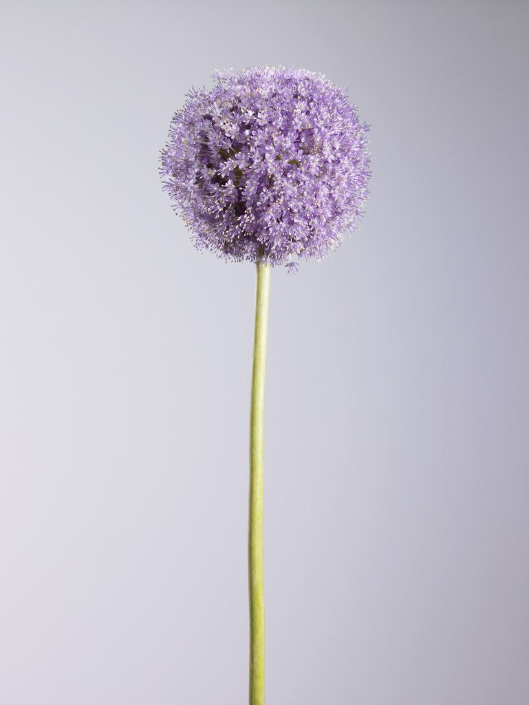 Detail of Persian onion by Anonymous