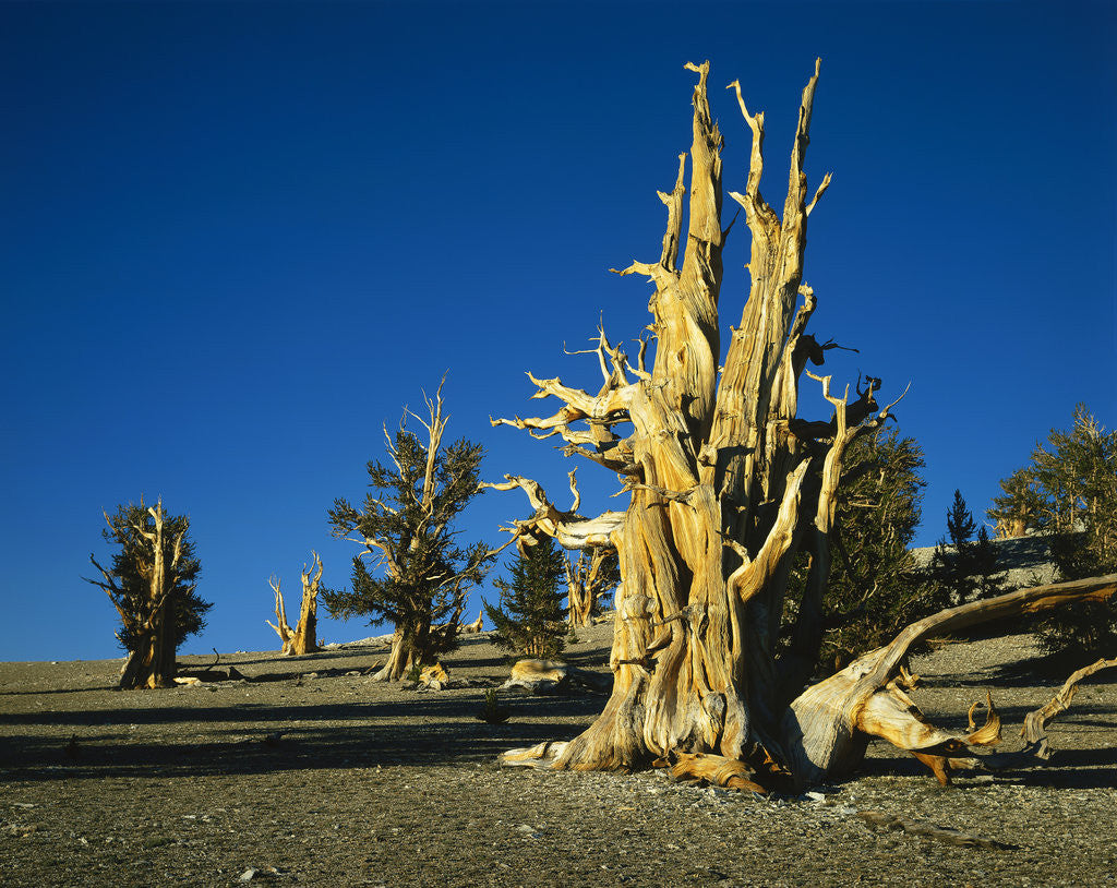 Detail of Bristlecone Pines by Anonymous