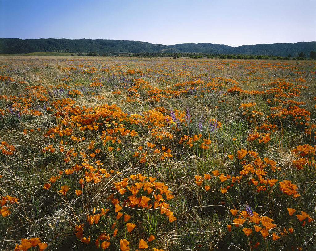 Detail of Antelope Valley California Poppy Reserve by Corbis
