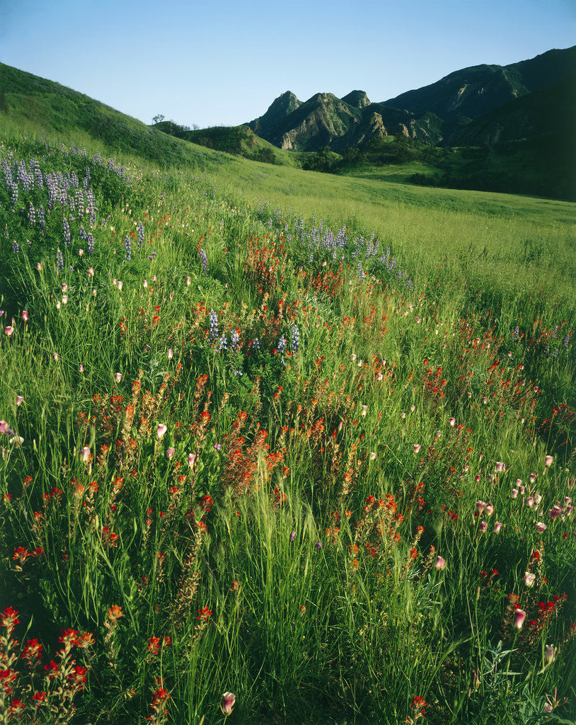 Detail of Malibu Creek State Park by Anonymous