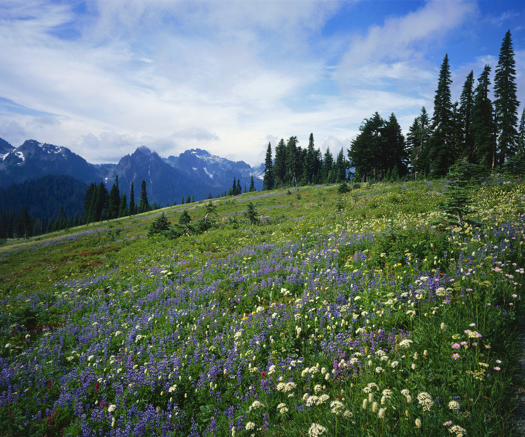 Detail of Paradise Meadow, Mt. Rainier National Park by Anonymous