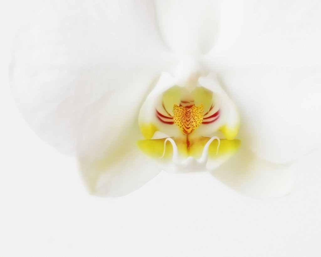 Detail of White Orchid by Anonymous