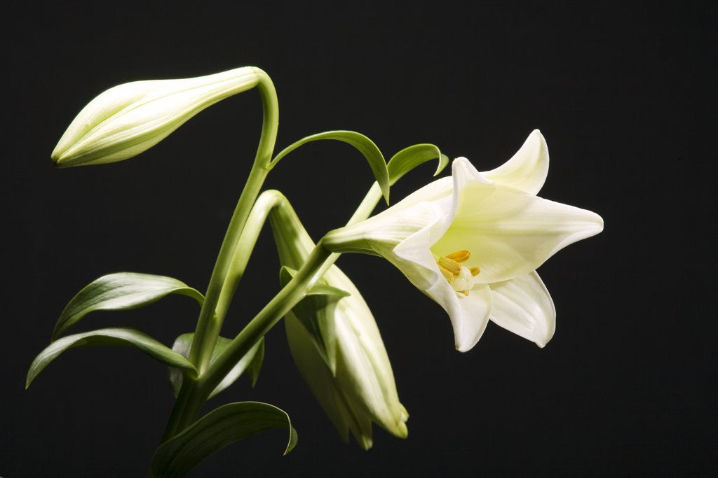 Detail of White Lilies by Anonymous