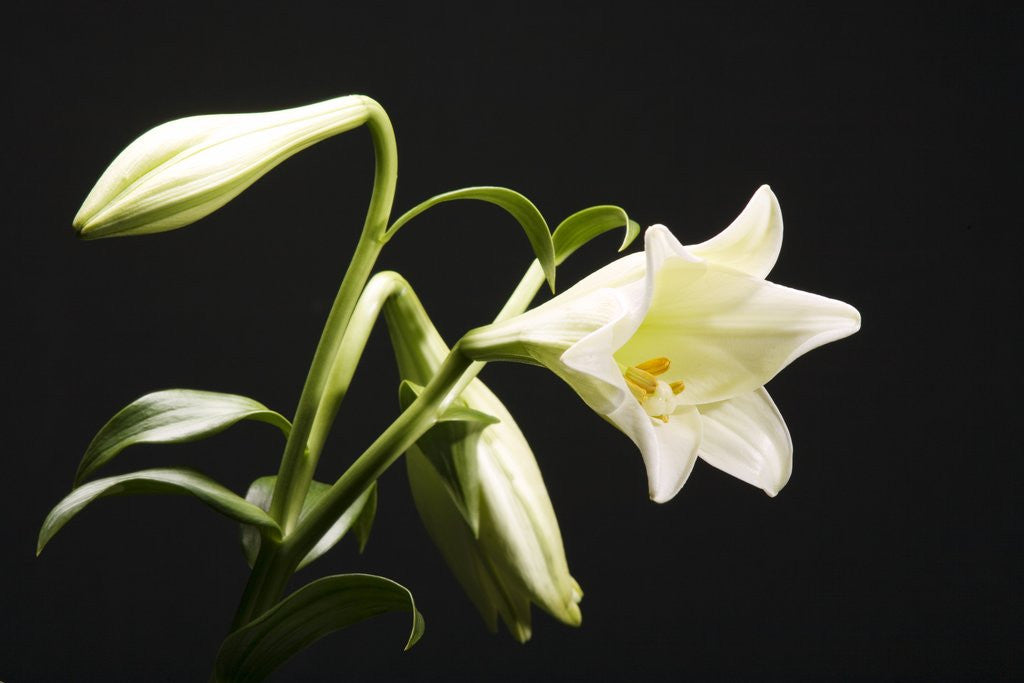 Detail of White Lilies by Corbis