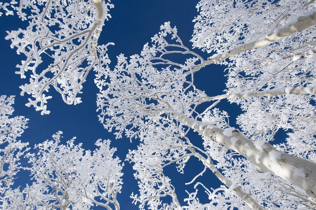 Detail of Aspen Trees with Snow by Corbis