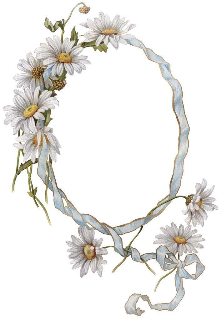 Detail of Illustration of Daisy Border with Ribbon by Anonymous