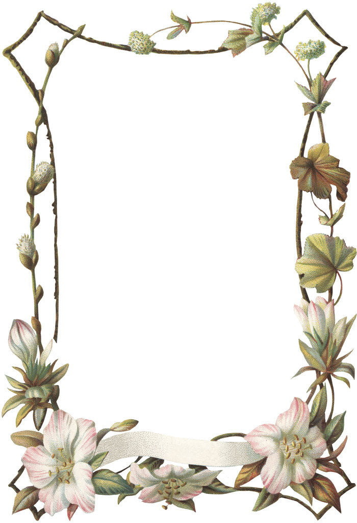 Detail of Illustration of Pink and White Flower Border by Anonymous