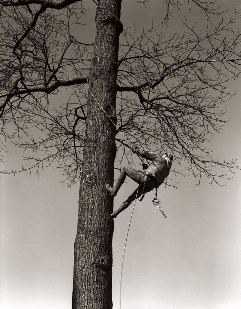 Detail of 1940s Man Worker Tree Surgeon Climbing Elm Tree Trunk With Trim Saw Pruning Trimming Branches Limbs by Anonymous