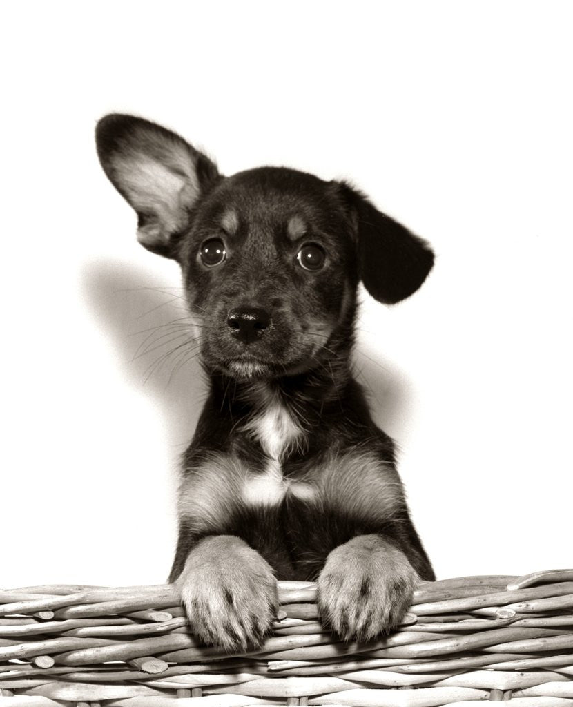Detail of 1950s Mutt Crossbreed Mongrel Puppy In Basket One Ear Up Other Down by Anonymous