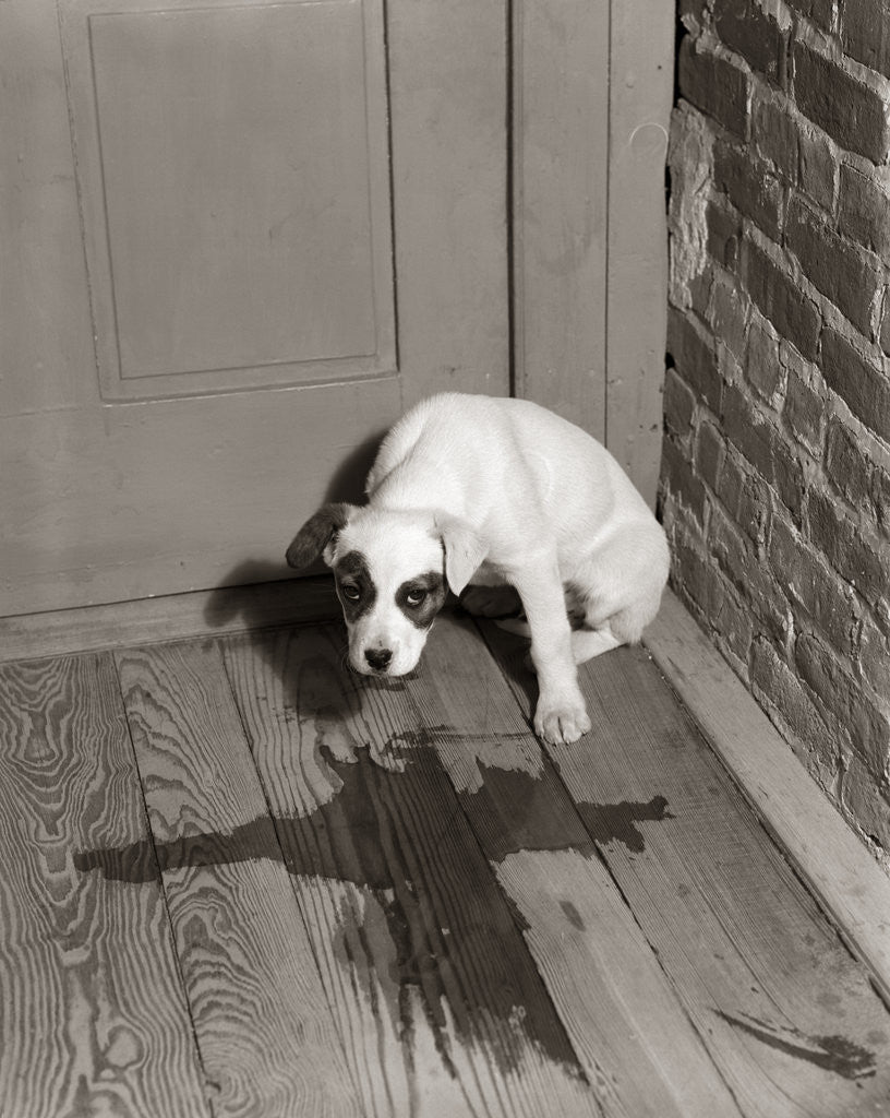 Detail of 1950s Sad Dog In Corner Ashamed House Training Accident Wooden Floor by Anonymous