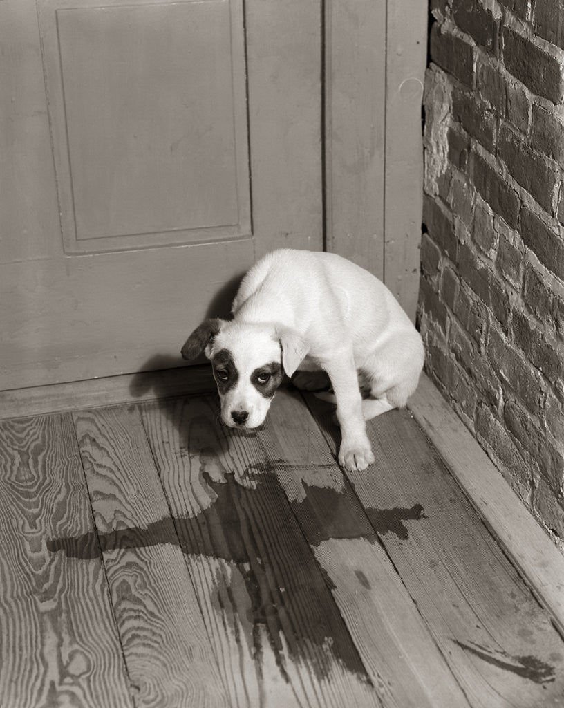 Detail of 1950s Sad Dog In Corner Ashamed House Training Accident Wooden Floor by Corbis