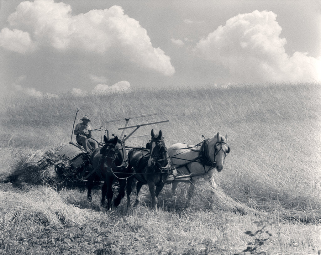 Detail of 1920s 1930s Horse-Drawn Wheat Harvesting by Anonymous