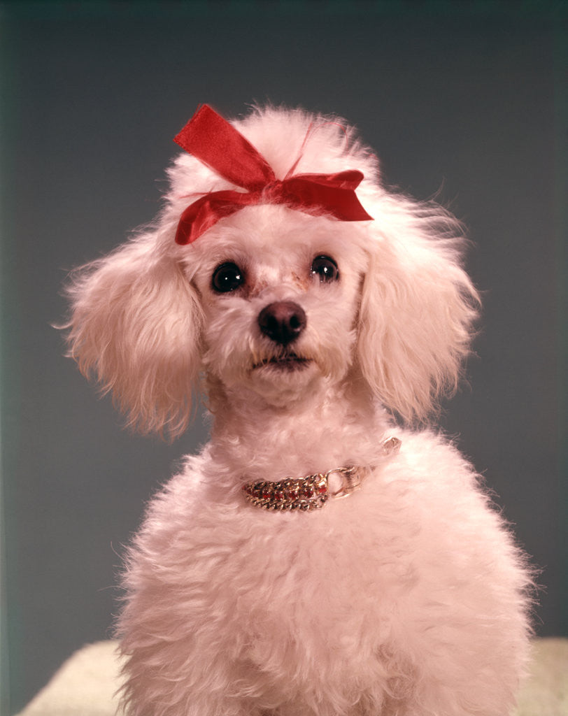 Detail of 1960s White Poodle Wearing Gold Necklace Red Ribbon by Anonymous