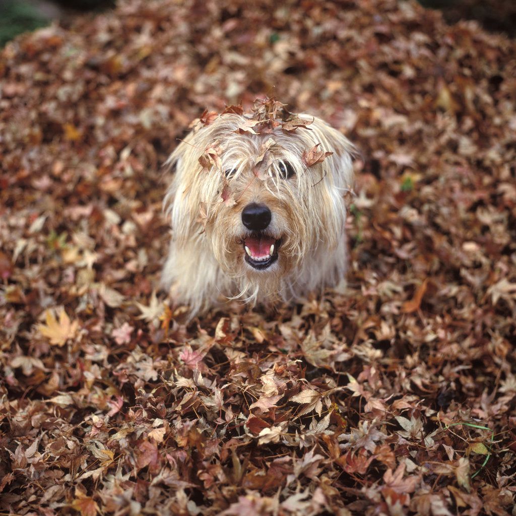 Detail of Dog Covered In Leaves Up To His Head by Anonymous