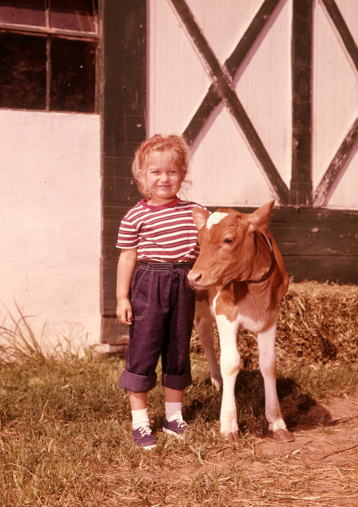 Detail of 1950s 1960s Girl Rolled Up Denim Jeans With Guernsey Calf Outside Barn by Anonymous