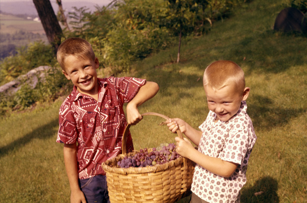 Detail of 1960s Two Laughing Boys Carrying Basket Of Harvested Grapes by Anonymous
