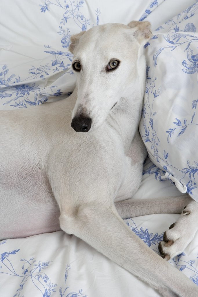 Detail of Greyhound Lying on Bed by Anonymous