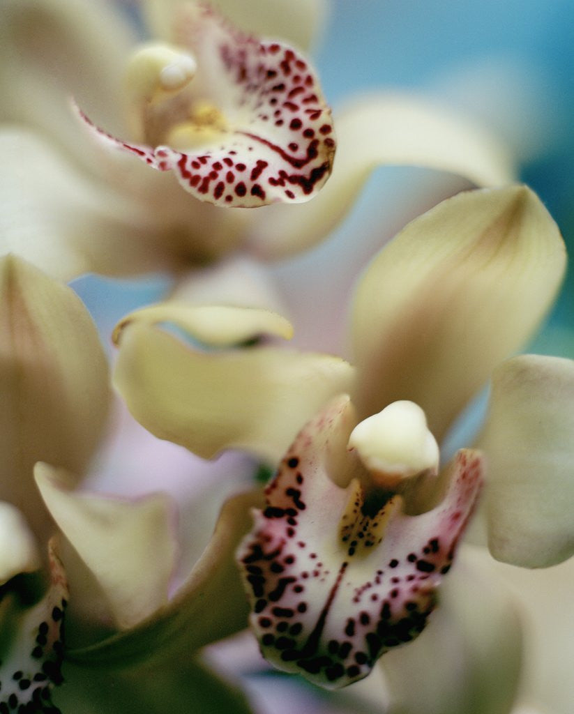Detail of Close-up of Orchids by Corbis