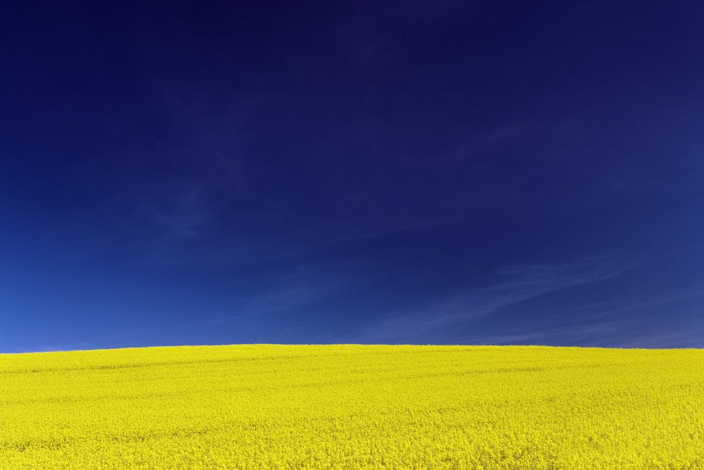Detail of Yellow Field Against Blue Sky by Anonymous
