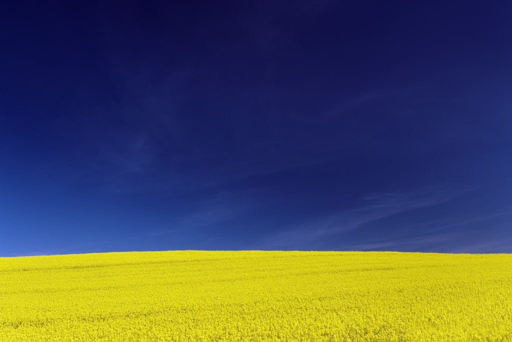 Detail of Yellow Field Against Blue Sky by Corbis