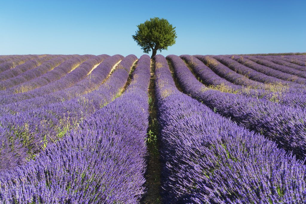 Detail of Lavender Field and Almond Tree in Provence by Anonymous