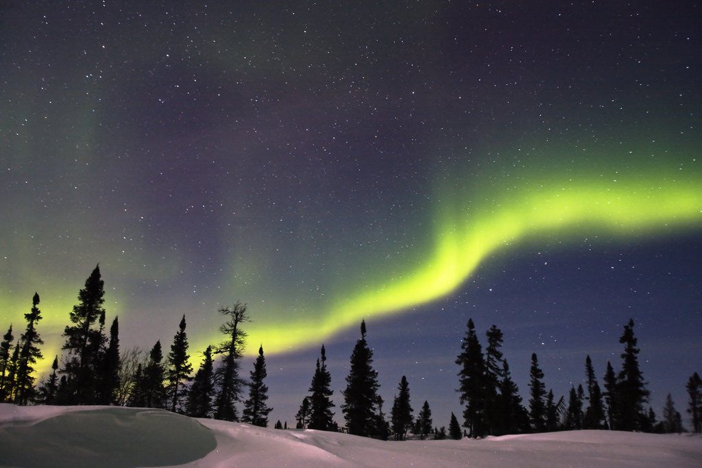 Detail of Aurora Borealis above Forest by Anonymous