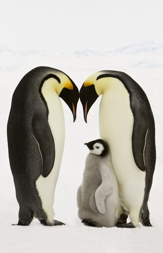 Detail of Emperor Penguins Protecting Chick by Corbis