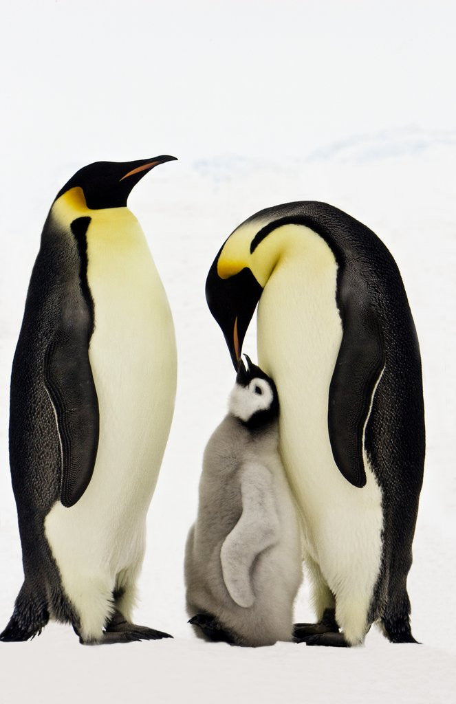 Detail of Emperor Penguins Feeding Chick by Anonymous