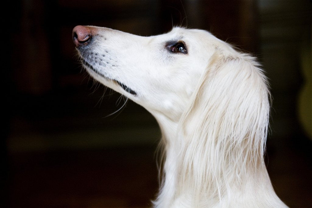 Detail of Saluki Looking Up by Anonymous