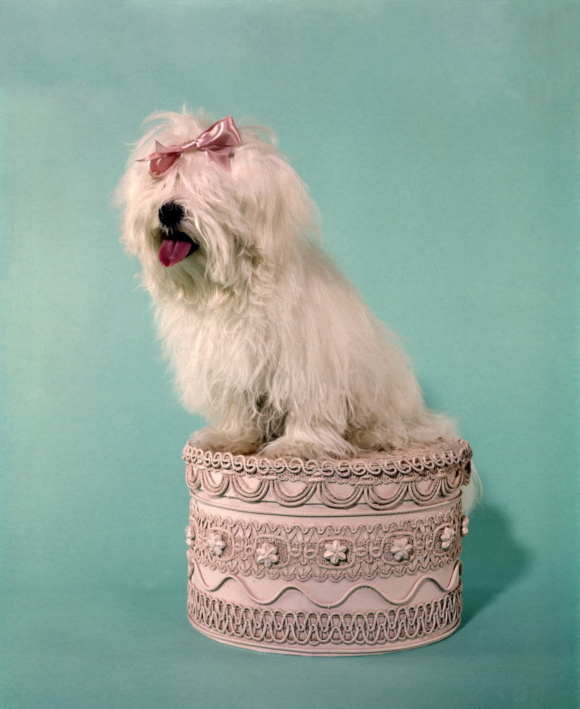 Detail of 1970s White Shaggy Dog Pink Bow and Pink Tongue by Anonymous