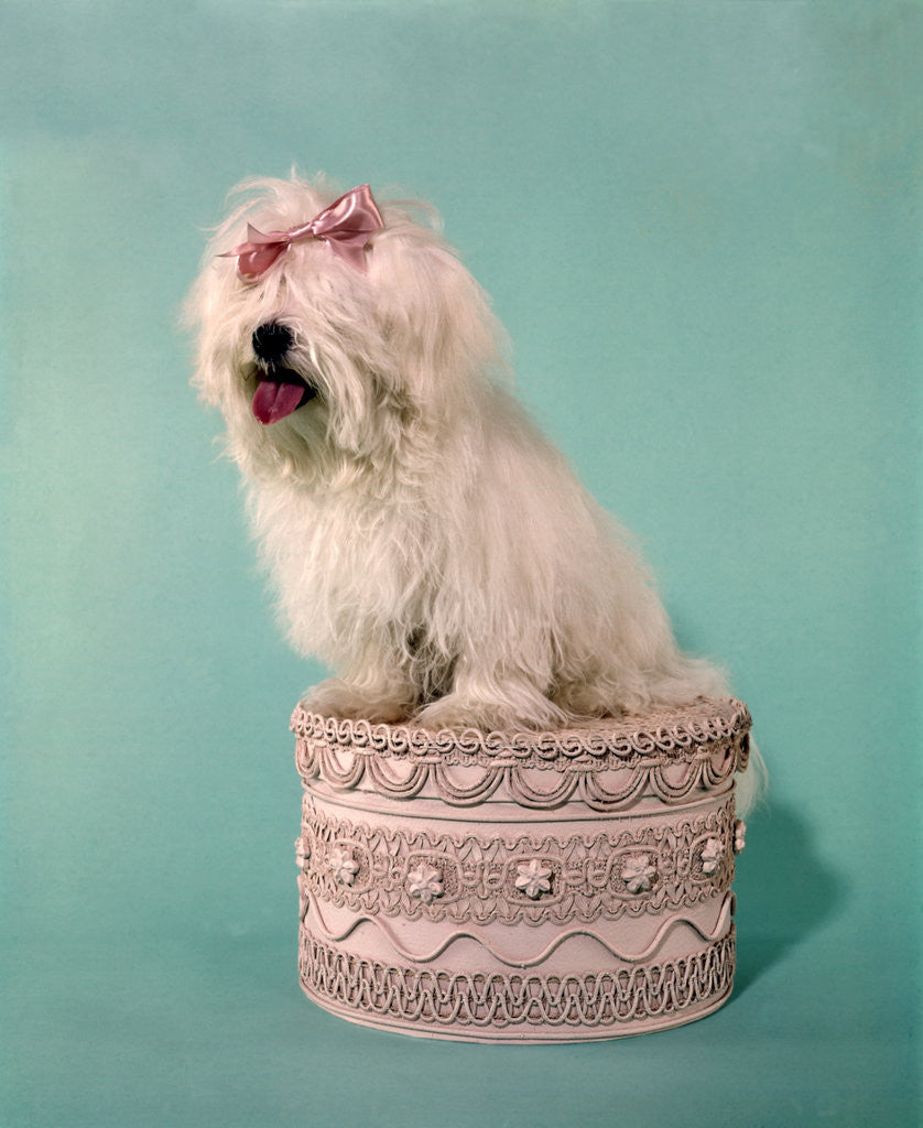 Detail of 1970s White Shaggy Dog Pink Bow and Pink Tongue by Corbis