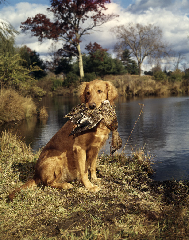 Detail of 1980s Golden Retriever Holding A Dead Duck In Mouth by Corbis