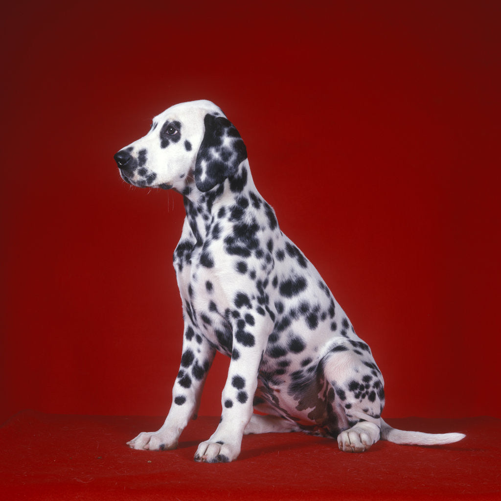 Detail of Dalmatian Puppy Sitting Red Background by Corbis