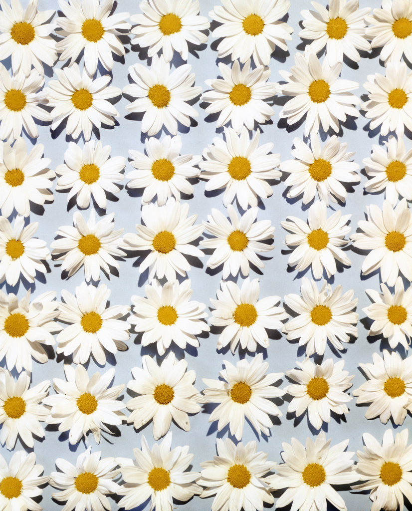 Detail of 1950s 1960s Overall Daisy Flower Pattern On Pale Blue Background by Corbis