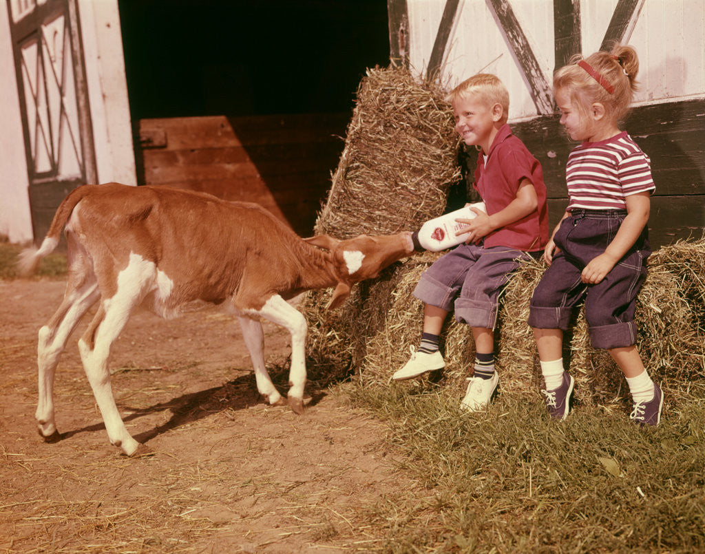 Detail of 1950s 1960s Children Boy And Girl Feeding Calf Bottle Milk Outside Barn by Anonymous