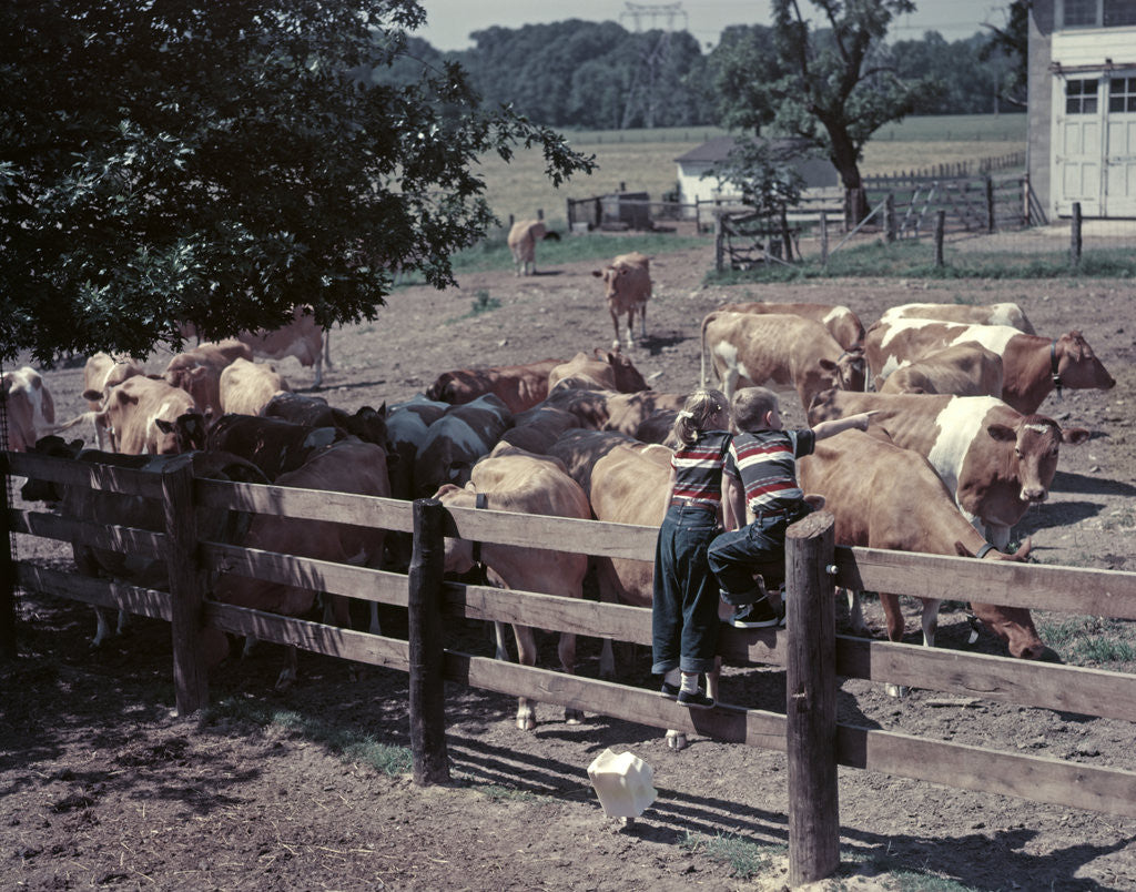 Detail of 1950s Boy Girl Wearing Jeans Striped Tee Shirt Sit On Fence Dairy Farm Look At Guernsey Cows by Anonymous