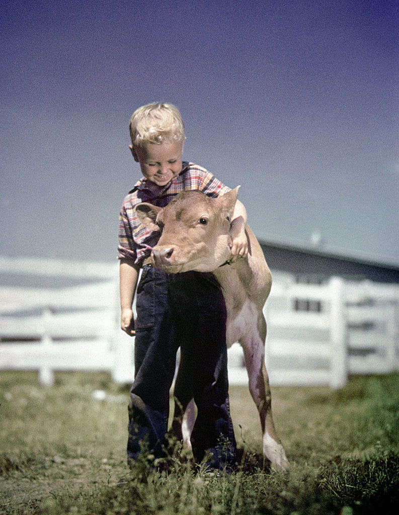 Detail of 1940s 1950s Little Boy Hugging Pet Calf by Anonymous