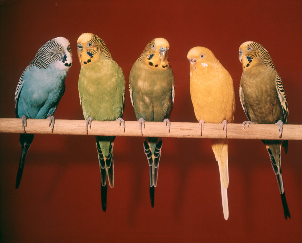 Detail of 1970s Five Pet Parakeets Perched Against Red Background by Corbis