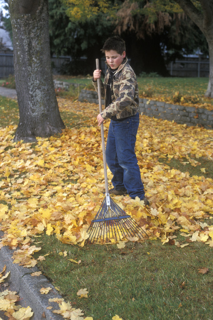 Detail of 1970s 1980s Teenage Boy Raking Autumn Leaves by Anonymous