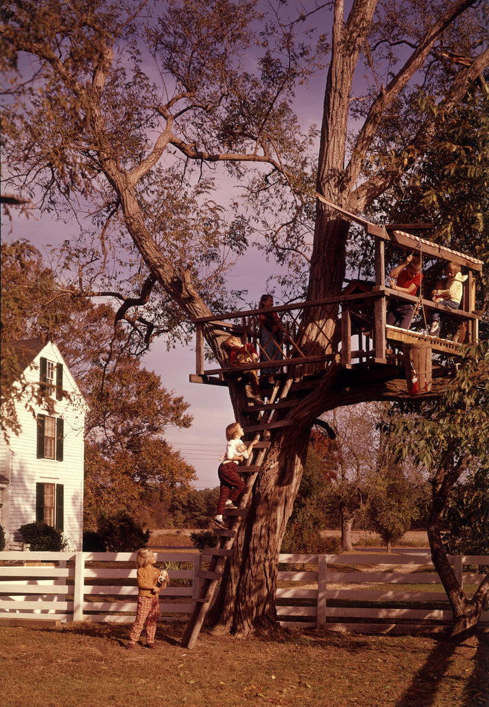 Detail of 1960s 6 Children Playing In And Climbing Ladder Into Tree House In Suburban Backyard by Anonymous