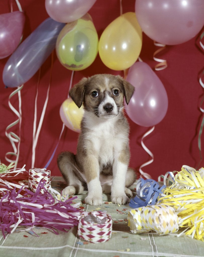 Detail of 1960s Puppy Dog Balloons Party And Colorful Streamers by Corbis