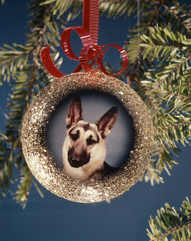 Detail of 1960s 1970s Picture German Shepherd Dog On Christmas Tree Ornament by Anonymous