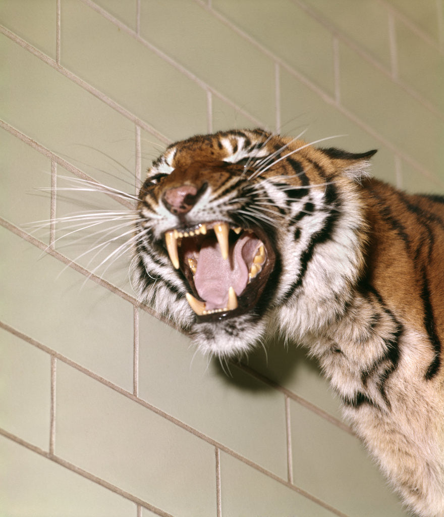 Detail of 1960s Portrait Roaring Snarling Growling Mean Sumatra Tiger In Zoo Cage by Anonymous