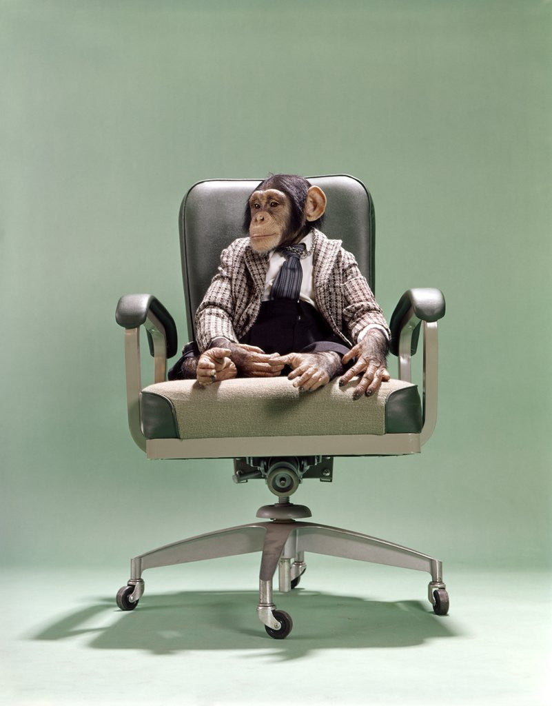 Detail of 1970s Businessman Chimpanzee Sitting In Office Chair by Corbis