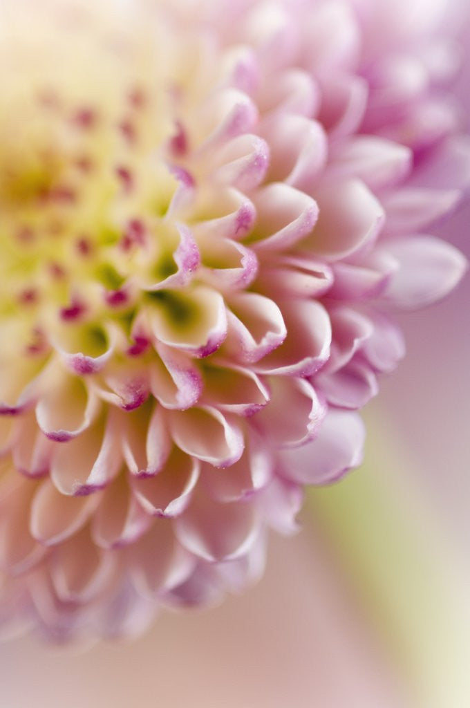 Detail of Dahlia by Anonymous