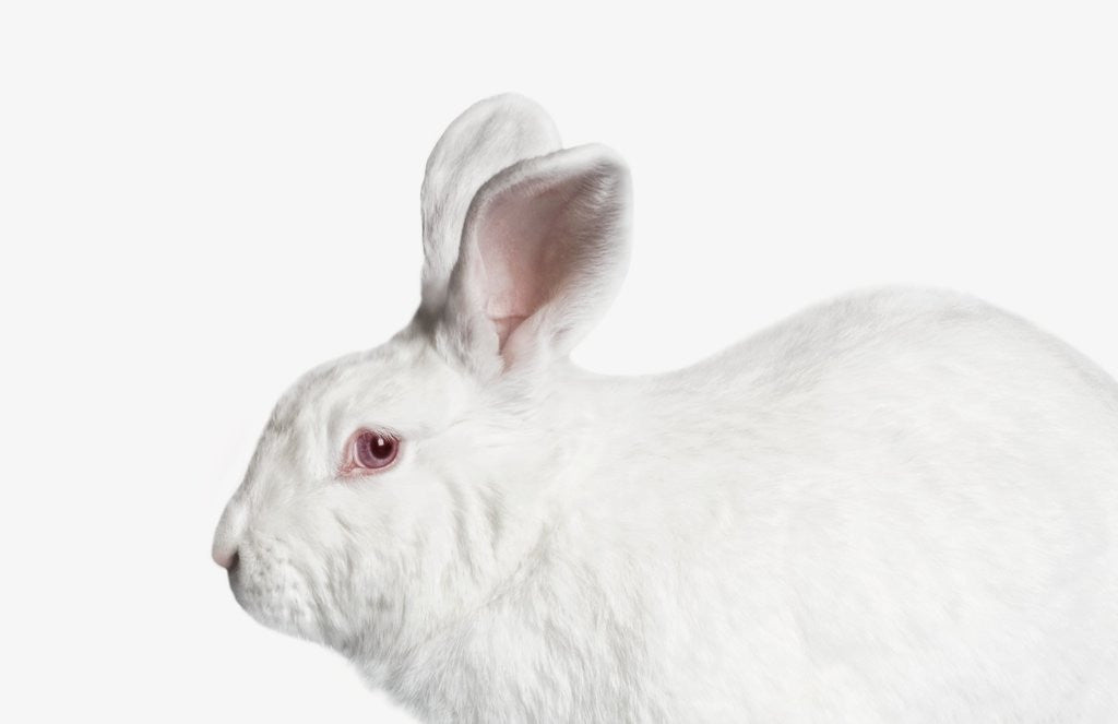 Detail of White Bunny Rabbit by Anonymous