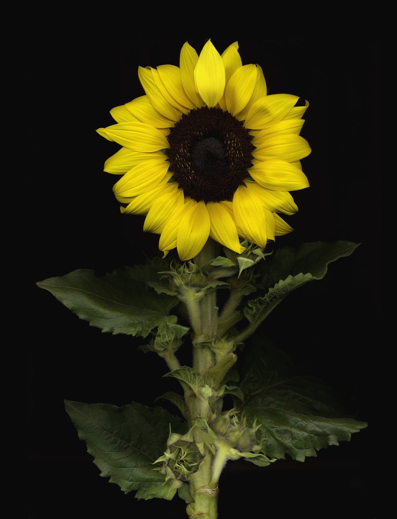 Detail of Sunflower by Anonymous