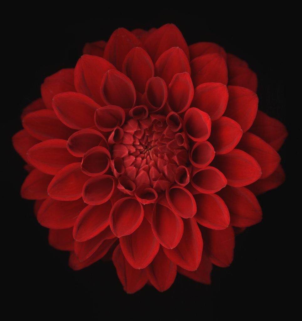 Detail of Dahlia by Anonymous