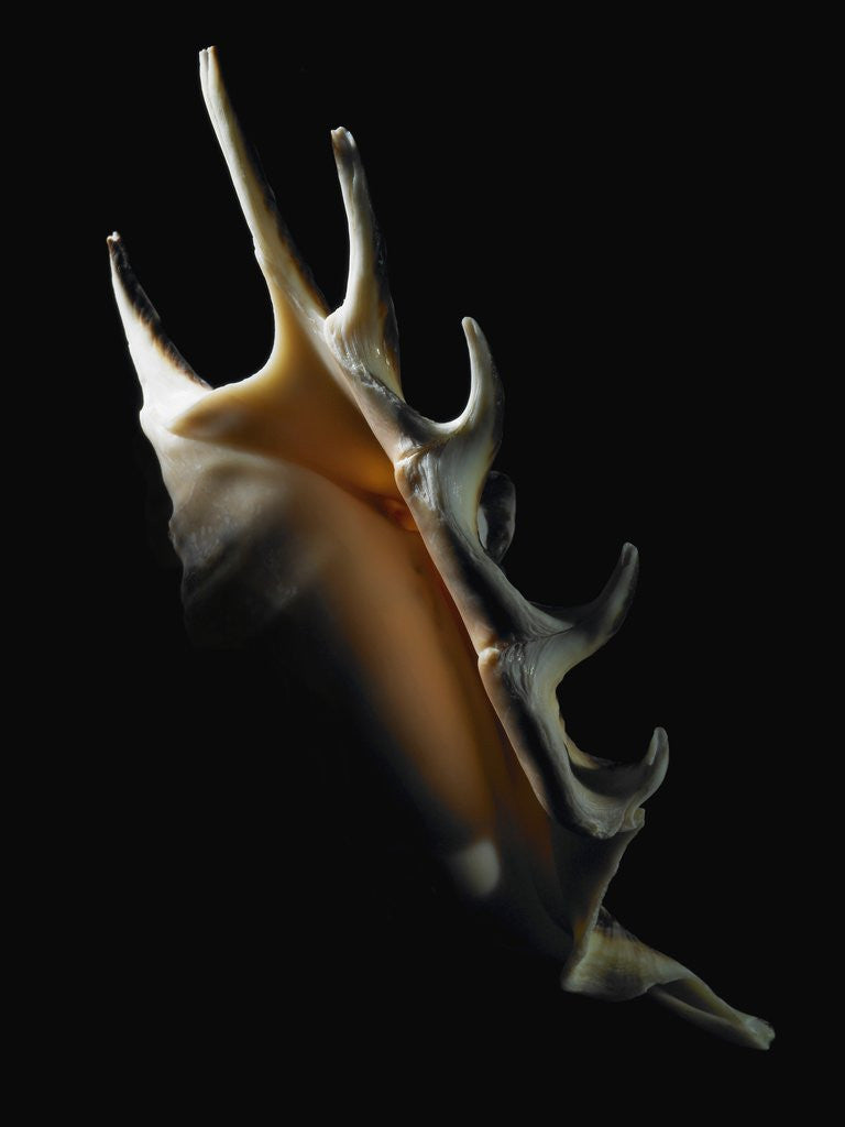 Detail of Conch shell by Corbis