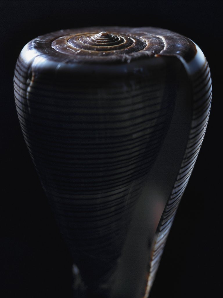 Detail of Cone shell by Anonymous